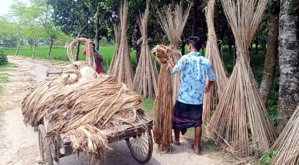 সাতক্ষীরায় সোনালি আঁশে কৃষকের মুখে হাসি সাতক্ষীরায় সোনালি আঁশে কৃষকের মুখে হাসি