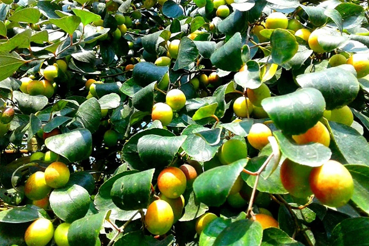 শীতকালীন ফল বরই, জেনে নিন পুষ্টিগুণ