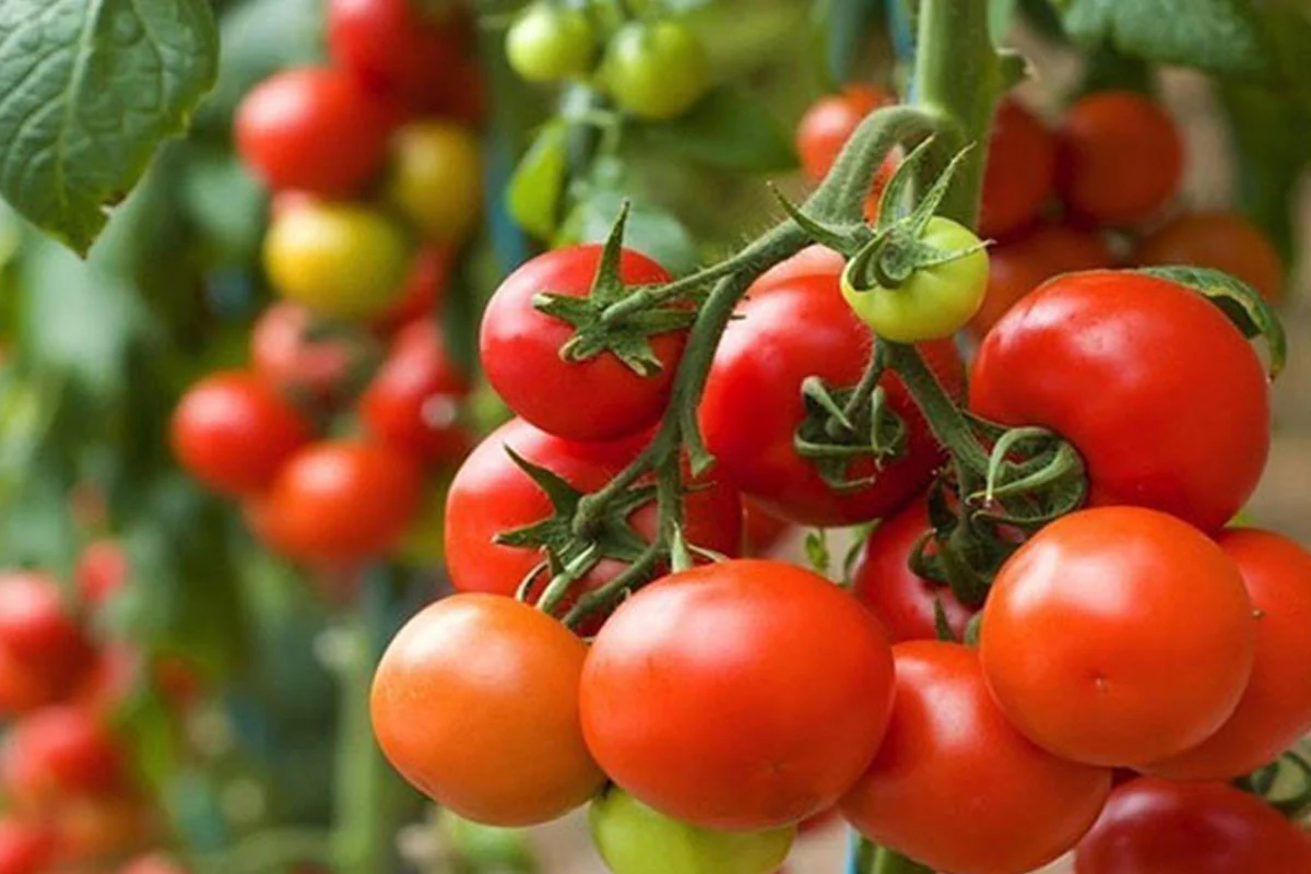 টমেটো কেন খাবেন, জেনে নিন পুষ্টিগুণ