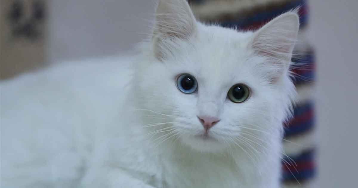 ২০২৫-এ ১২০টি শাবকের জন্ম দিল এই বিড়াল