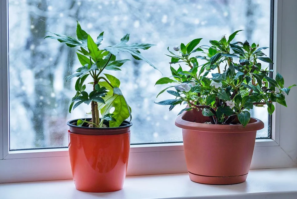 শীতে যেভাবে নেবেন গাছের যত্ন