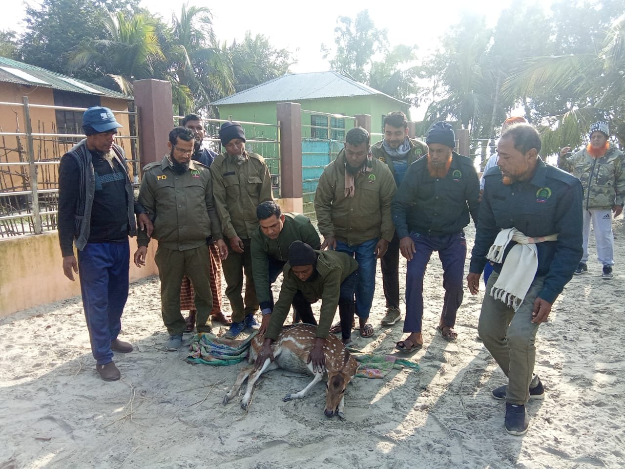 সুন্দরবন থেকে লোকালয়ে ঢুকে পড়া হরিণ উদ্ধার, নিরাপদে বনে অবমুক্ত
