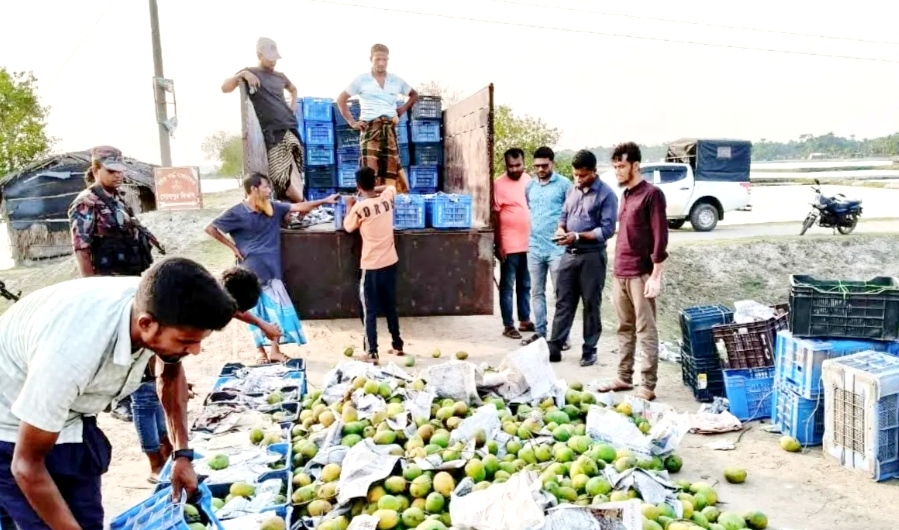 সাতক্ষীরার কালীগঞ্জে কেমিক্যাল মেশানো ৩ হাজার কেজি আম জব্দ, ভ্রাম্যমাণ আদালতে ধ্বংস