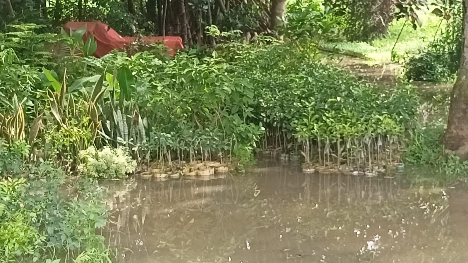 ঘোড়াঘাটে ড্রেনেজ সংকটে লোকসানের মুখে নার্সারি মালিকরা