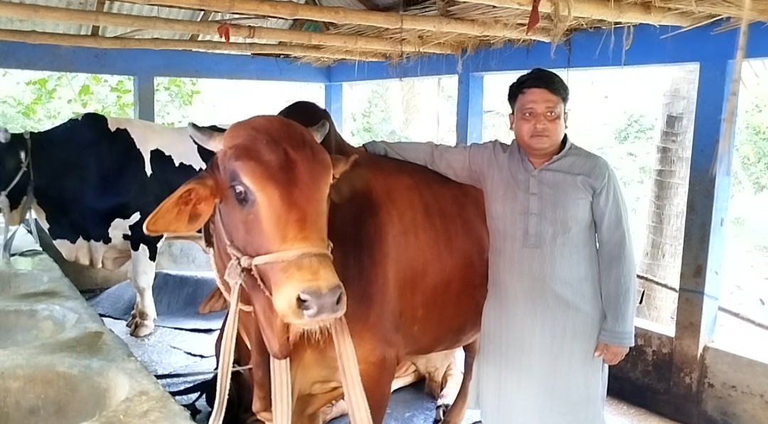 নড়াইলে ২৫ মণ ওজনের ‘বাহুবলি’