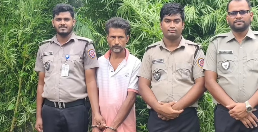ভূঞাপুরে বাড়ির আঙিনায় গাঁজা চাষের অভিযোগে যুবক গ্রেপ্তার, উদ্ধার ১১টি গাছ