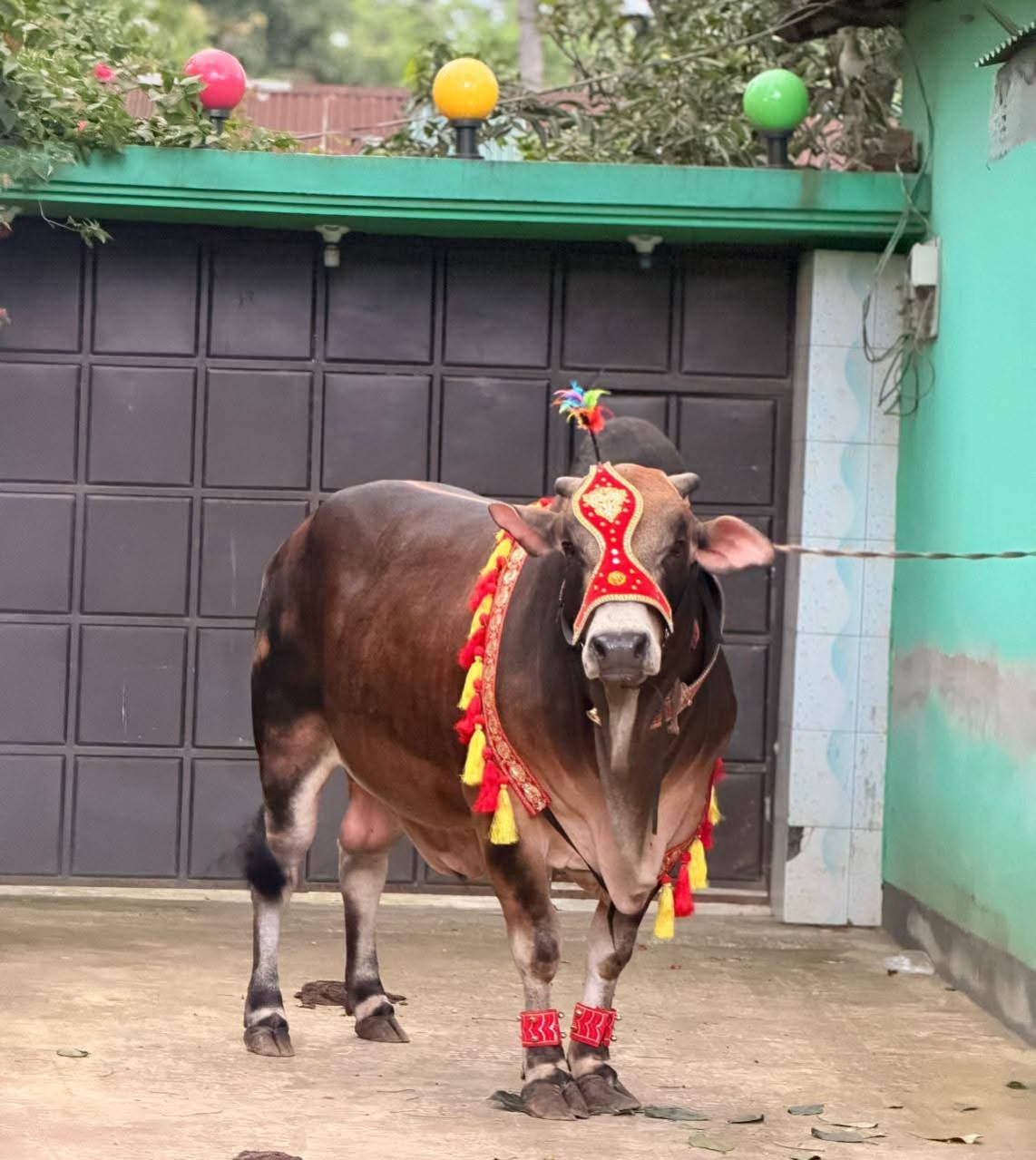 ঈদে হাট কাঁপাচ্ছে ‘সন্তোষ’! দাম হাঁকাচ্ছে পাঁচ লাখ