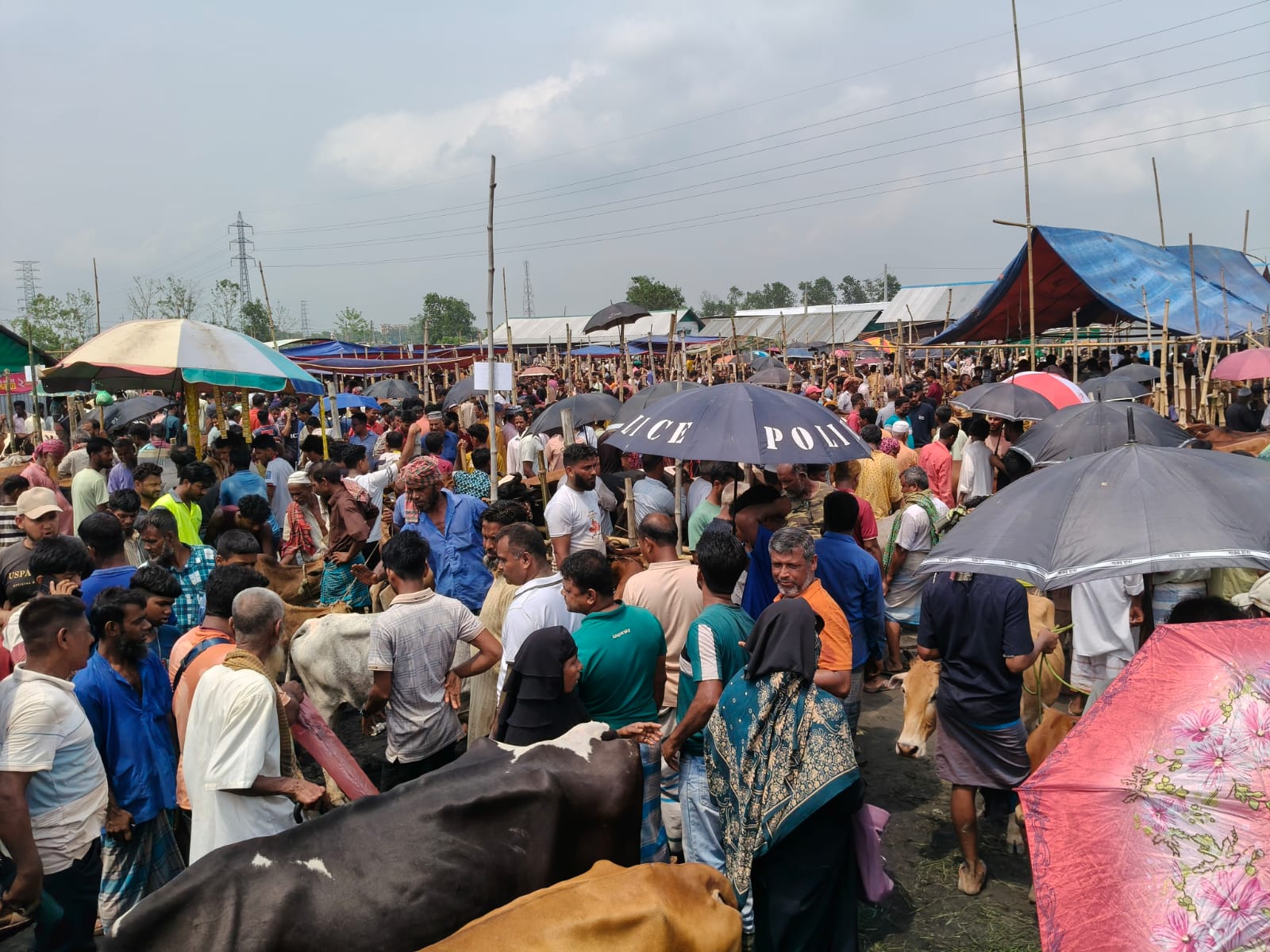 জমে উঠেছে কুটি চৌমুহনী  পশুর হাট ।