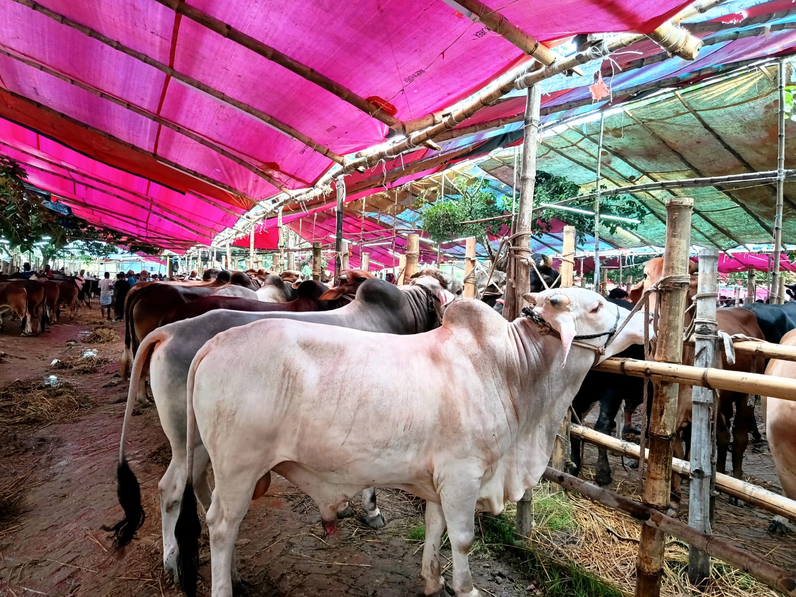 শ্রীপুরে কোরবানির হাটে জমজমাট বেচাকেনা, খামারিদের মুখে স্বস্তির হাসি