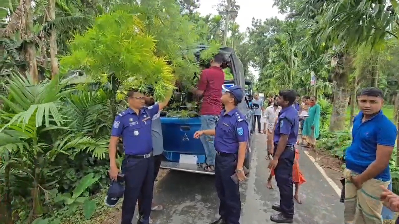 কুড়িগ্রামে সুপারির বাগানে গাঁজা চাষ অভিযানে গাছ জব্দ করল পুলিশ