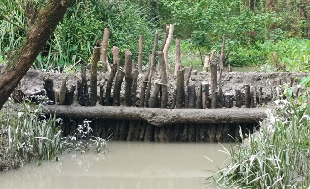 ম্যানগ্রোভ বনের খালে অবৈধ বাঁধ, নির্বিচারে মাছ শিকারে ব্যস্ত অসাধু চক্র