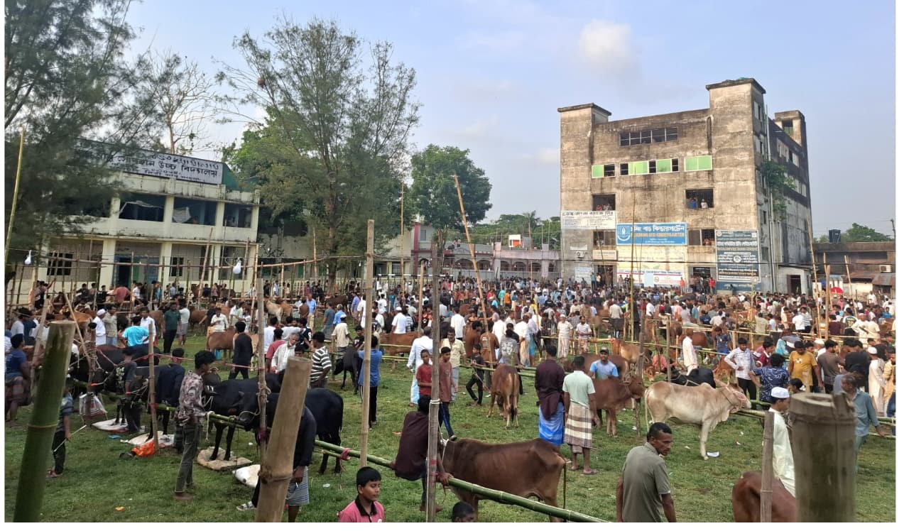 সরকারি নিষেধাজ্ঞা উপেক্ষা করে ফটিকছড়িতে বিদ্যালয় মাঠে পশুর হাট