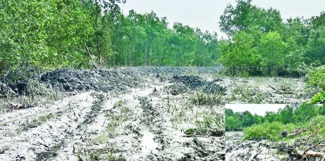 গলাচিপায় ম্যানগ্রোভ বাগানের চার শতাধিক গাছ ধ্বংস