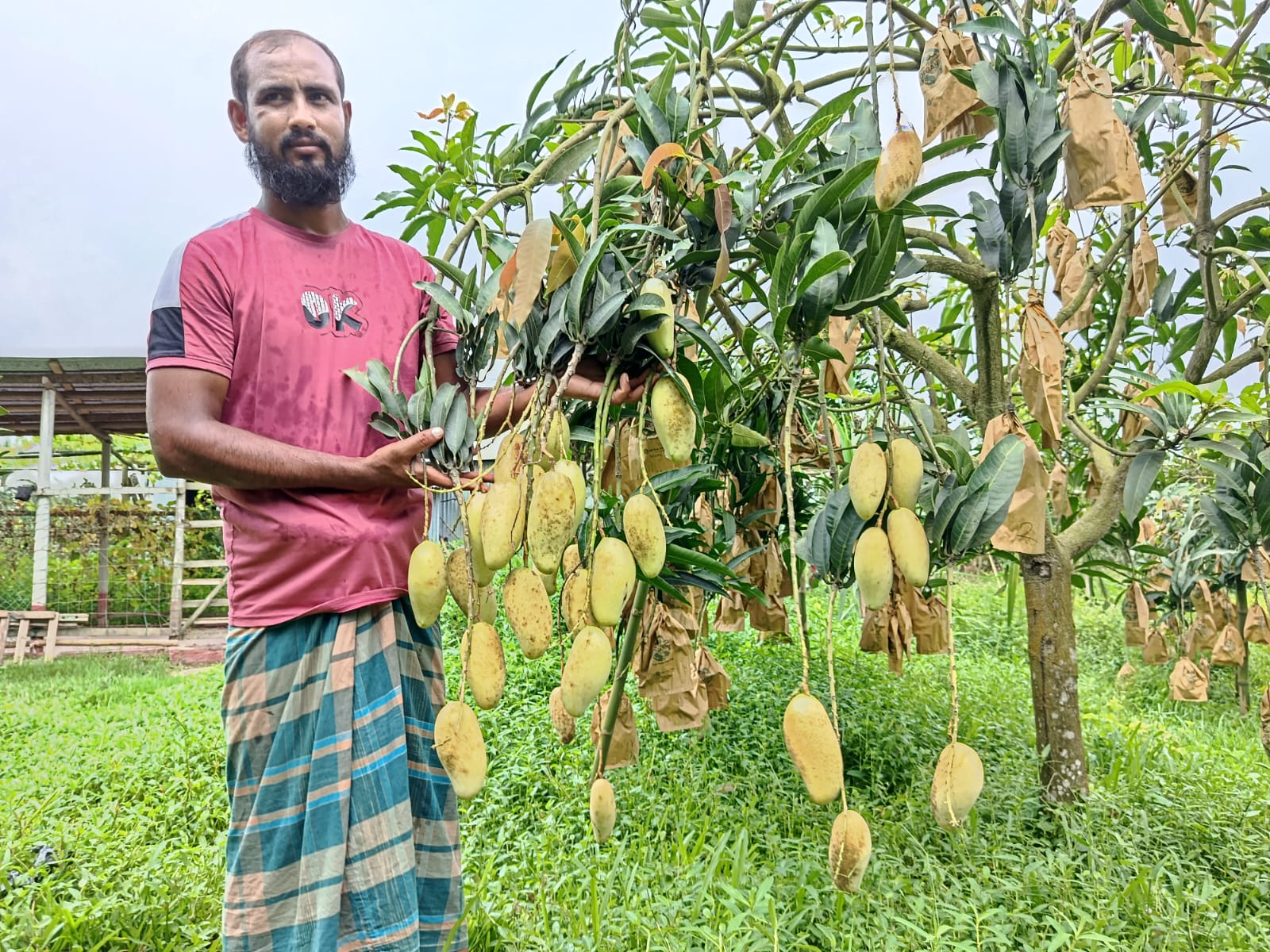 লাল মাটির বুকে অর্গানিক ফলের স্বর্গ, আলোচনায় শ্রীপুরের ব্যানানা ম্যাঙ্গো