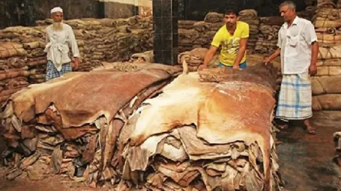 দাম বাড়লো কোরবানির পশুর চামড়ার