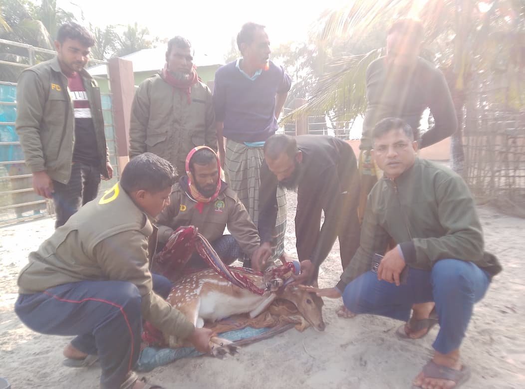 লোকালয়ে চলে আসা হরিণ উদ্ধার,  বন বিভাগ  সুন্দরবন অবমুক্ত