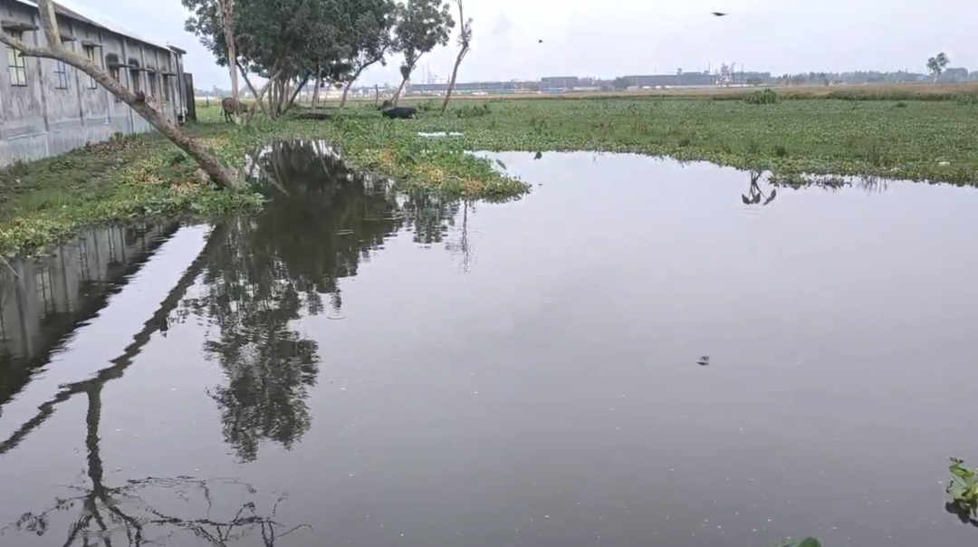 সৈয়দপুরে রেলের জলাবদ্ধতায় বিপাকে কৃষক, ক্ষতিগ্রস্ত ১৬ একর ফসলি জমি হতাশাগ্রস্ত কৃষক