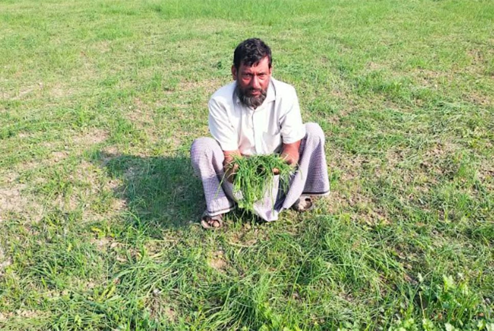 কুষ্টিয়ায় কৃষকের পেঁয়াজের চারা কেটে দিল দুর্বৃত্তরা
