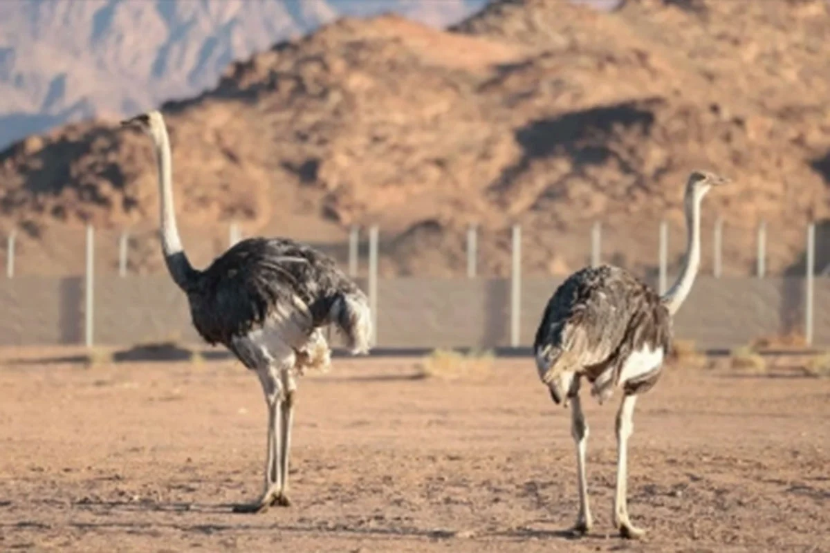 প্রায় ১০০ বছর পর সৌদির মরুতে আবারও উটপাখির পদচারণা