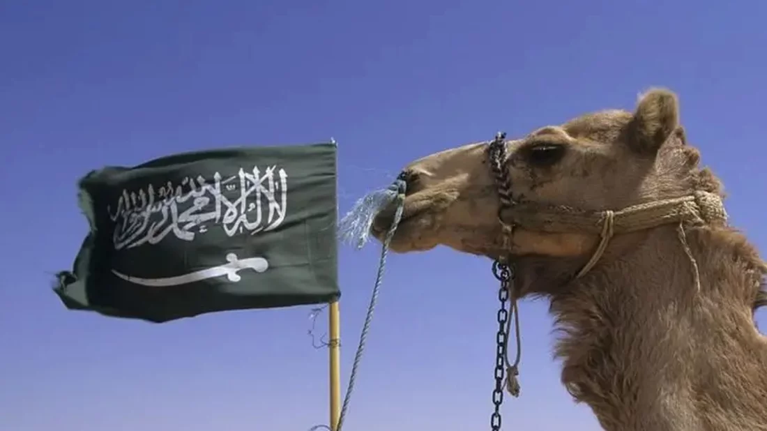 সৌদি কেন লাখ লাখ উটকে পাসপোর্ট দিচ্ছে