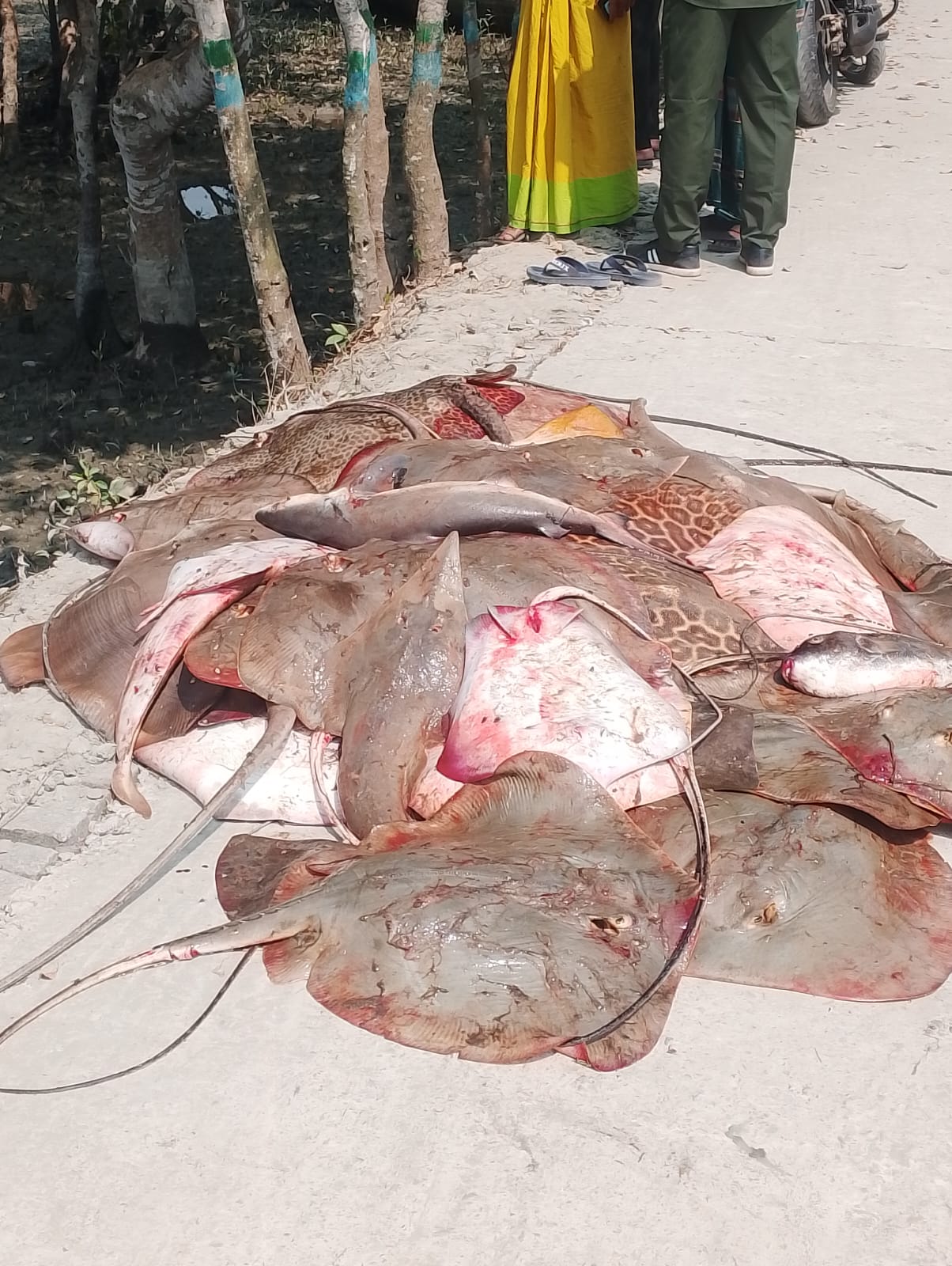 সুন্দরবনের মান্দারবাড়িয়া এলাকায় বন বিভাগের অভিযানে ২২ জেলে আটক, দুই ট্রলারসহ ৪শ কেজি শাপলা পাতা মাছ জব্দ