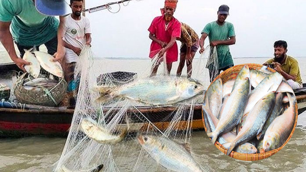 শনিবার থেকে দুই মাস পদ্মা-মেঘনায় ইলিশ ধরা বন্ধ