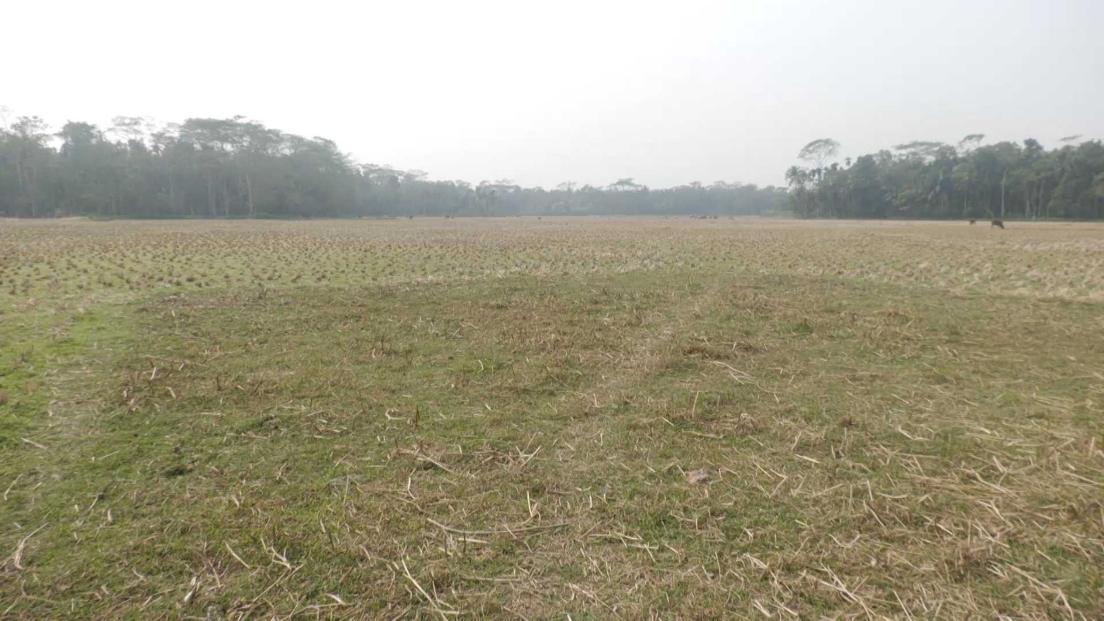 কুষ্টিয়ায় জমি রেজিস্ট্রি করতে হুমকি ও টাকা আত্মসাতের অভিযোগ