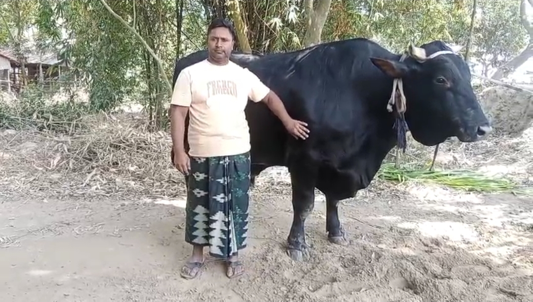 সন্তানের মতো লালন-পালন করা গরু ‘কালু’কে নিয়ে বিপাকে খামারি