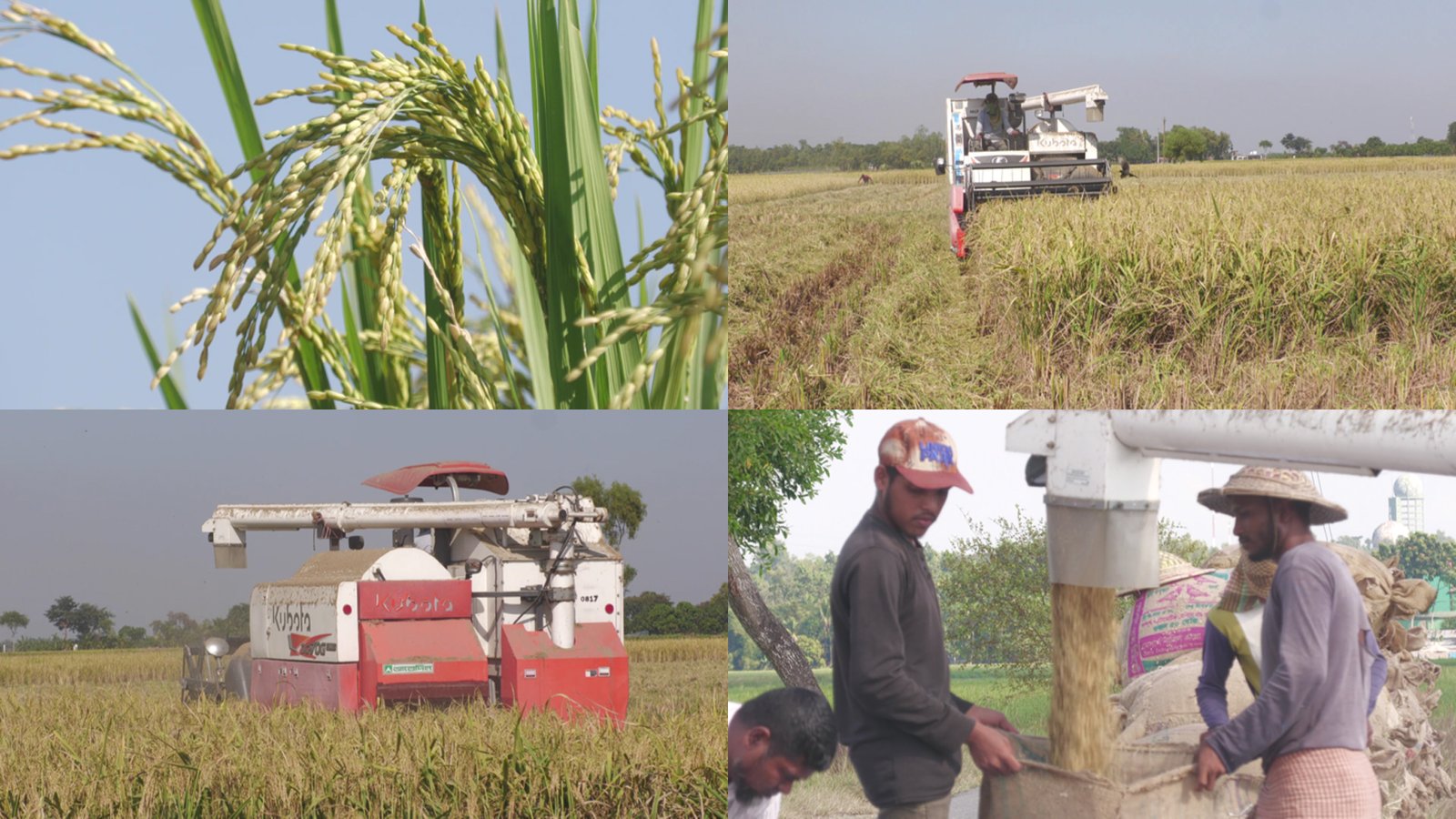 মৌলভীবাজারে রোপা আমনের বাম্পার ফলন, ধান কাটার আনন্দে কৃষকরা