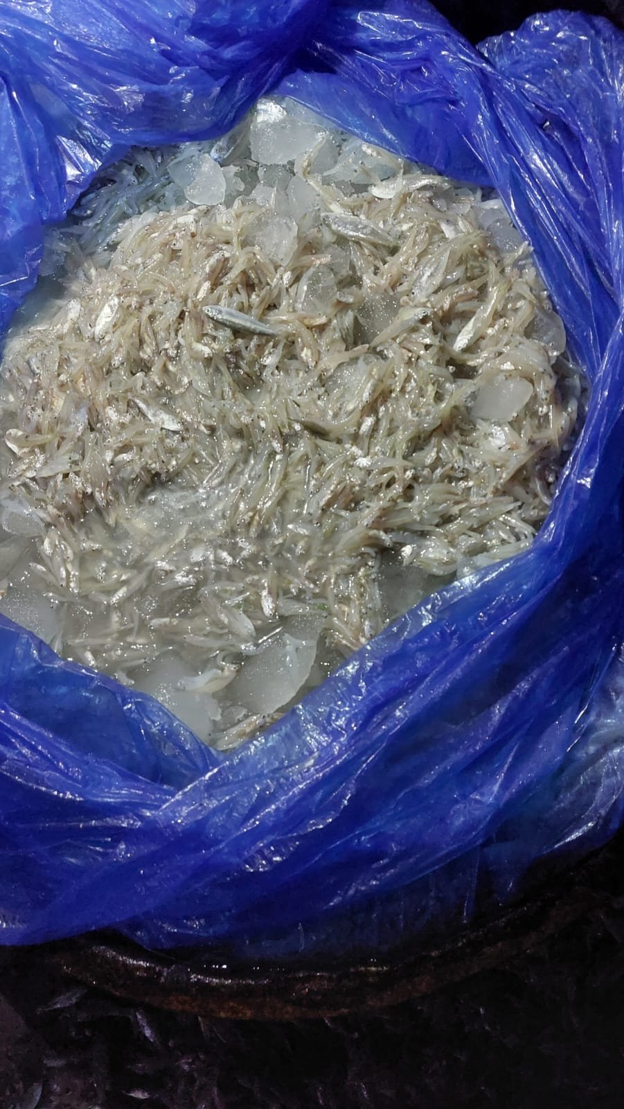 গলাচিপায় ৩০ ড্রাম জাটকা ইলিশ জব্দ