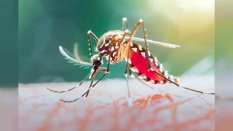 আমতলীতে ডেঙ্গুতে শিক্ষিকার মৃত্যু